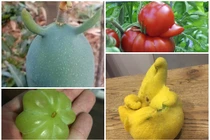 “Phì cười” trước loạt hoa quả hình dáng kỳ quặc trong vườn