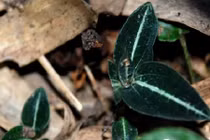 Giải mã sự thật về cỏ kim cương đắt như vàng ròng 