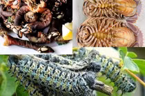 3 đặc sản nhìn "hết hồn" nhưng đắt hơn tôm hùm