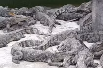 “Đột nhập” trang trại cá sấu tiền tỷ khủng nhất miền Tây 