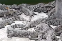 “Đột nhập” trang trại cá sấu tiền tỷ khủng nhất miền Tây 