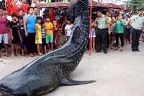 Cá mập voi nửa tấn dạt bờ, được xe cẩu đưa về bảo tàng