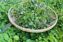 Loại rau dại xưa nhổ vứt đi nay hái bán là “hốt bạc“