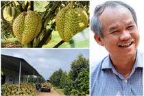 Cận cảnh vườn sầu riêng 100 tấn vừa thu hoạch của bầu Đức