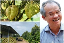 Cận cảnh vườn sầu riêng 100 tấn vừa thu hoạch của bầu Đức