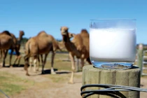 Thứ được gọi là "vàng trắng" giá cắt cổ, nhà giàu lùng mua bằng được