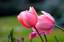 Khai xuân phát lộc: 3 con giáp nửa cuối tháng 2, giàu to