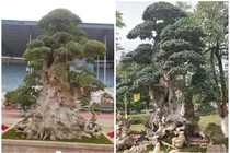 Ngắm duối cổ 1.000 năm giá 7 tỷ khiến đại gia “si mê“