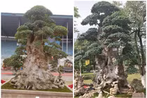 Ngắm duối cổ 1.000 năm giá 7 tỷ khiến đại gia “si mê“