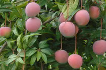 Ngắm vườn xoài Úc thu tiền tỷ của nông đân Việt