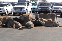 Sư tử xé xác trâu rừng giữa đường khiến giao thông ách tắc 