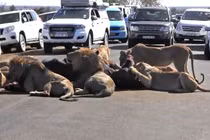 Sư tử xé xác trâu rừng giữa đường khiến giao thông ách tắc 