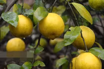 Những giống chanh lạ thu tiền tỷ của nông dân Việt