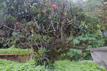 Đào thất thốn "nằm" điều hòa, đeo khóa chống trộm... giá như nào?