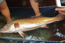 Giật mình loạt cá lạ cực đắt đỏ mắc lưới ngư dân Việt