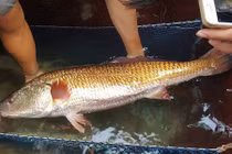 Giật mình loạt cá lạ cực đắt đỏ mắc lưới ngư dân Việt