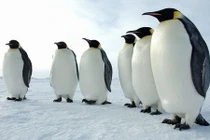 Phát hiện loài chim cánh cụt khổng lồ cao tới 2m 