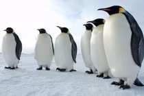 Phát hiện loài chim cánh cụt khổng lồ cao tới 2m 