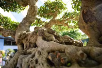 Sanh cổ trăm tuổi được trả 70 tỷ chủ quyết không bán