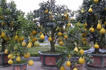Mãn nhãn loạt bưởi ghép phật thủ “kịch độc” chơi Tết
