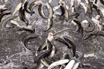 Vì sao vạn con cá lóc ở Cần Thơ có thể nhảy múa trên mặt nước?