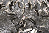 Vì sao vạn con cá lóc ở Cần Thơ có thể nhảy múa trên mặt nước?