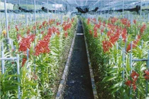 Thăm vựa lan lớn nhất nước trên vùng “đất thép” Củ Chi