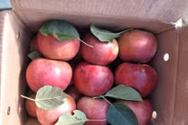 "Vén màn" sự thật táo đá Hà Giang giá siêu rẻ bán đầy chợ