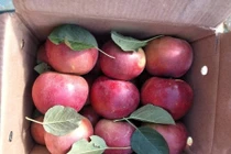 "Vén màn" sự thật táo đá Hà Giang giá siêu rẻ bán đầy chợ