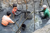 Lặn bùn bắt cá đồng mùa nước cạn thu tiền triệu mỗi ngày