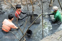 Lặn bùn bắt cá đồng mùa nước cạn thu tiền triệu mỗi ngày