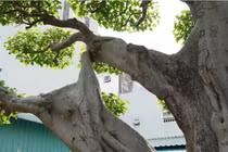 Sững sờ siêu cây 60 tỷ xứng tầm “đệ nhất trời Nam“