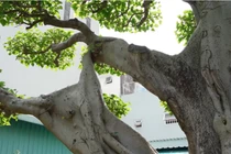 Sững sờ siêu cây 60 tỷ xứng tầm “đệ nhất trời Nam“