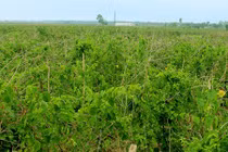 Kinh ngạc những vườn hoa thiên lý thu bạc triệu