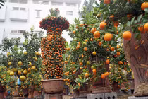 Cặp quýt lộc bình “khủng” xuống phố đón Tết Nguyên đán