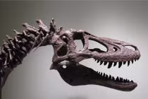 Tá hỏa vì hóa thạch khủng long T-Rex duy nhất bị rao bán trên eBay