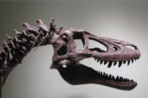 Tá hỏa vì hóa thạch khủng long T-Rex duy nhất bị rao bán trên eBay