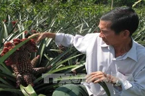 Cây cảnh “độc” vùng Đồng Tháp Mười 