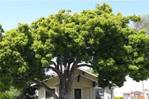 5 kiểu nhà phong thủy cực xấu, gia chủ càng ở lâu càng lụi bại