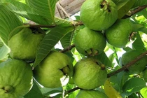 Vườn ổi lê Đài Loan trĩu quả “hái ra tiền” ở Hưng Yên