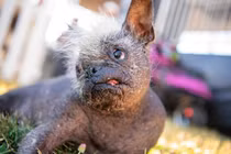 Cận cảnh ‘dung nhan’ chú chó xấu xí nhất thế giới 