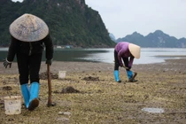 Tận mục quá trình khai thác đặc sản tiến vua “đắt như vàng” 