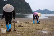 Tận mục quá trình khai thác đặc sản tiến vua “đắt như vàng” 