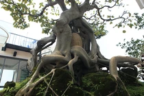 Cây bồ đề co gì mà đắt ngang căn hộ chung cư... đại gia mê mẩn?