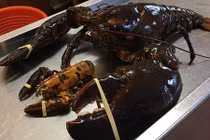 Đại gia Việt săn tôm hùm khủng 7kg tặng nhà vợ 