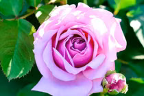 Trẻ sinh 3 tháng Âm lịch này sẽ trở thành người thành đạt