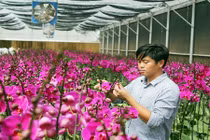 Đẹp ngất ngây vườn lan thu 10 tỷ/năm ở Đà Lạt