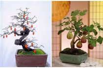 Mãn nhãn loạt bonsai có trái chơi Tết cực độc