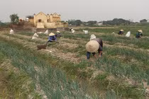 Cận cảnh cánh đồng trồng hành "hốt bạc" ở Hải Dương