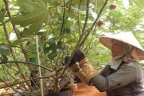 Thăm trang trại sung Mỹ thu gần trăm triệu/ngày ở Đồng Nai